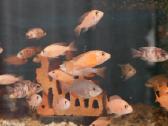 Akvariumų valymas, priežiūra ir įrengimas - nuotraukos Nr. 16