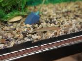 Akvariumų valymas, priežiūra ir įrengimas - nuotraukos Nr. 19