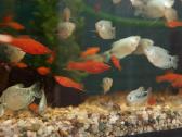 Akvariumų žuvytės, šaldytas ir sausas žuvų pašaras - nuotraukos Nr. 12