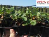 Braškių ir smidrų Daigai, derlius dar šia vasarą! - nuotraukos Nr. 25