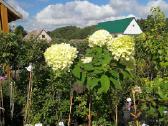 Dekoratyviniai augalai, vaismedžiai, vaiskrūmiai. - nuotraukos Nr. 2 | Skelbiu.lt Dekoratyviniai augalai, vaismedžiai, vaiskrūmiai. - nuotraukos Nr. 2