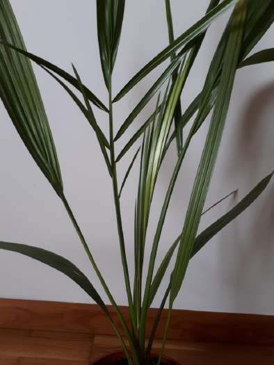 Parduodu Palmė Datulinė - Skelbiu.lt