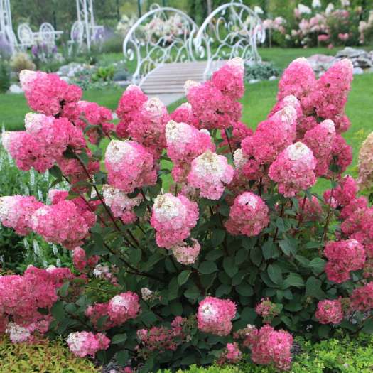 Šluotelinės Hortenzijos Hydrangea Pigiai - Skelbiu.lt