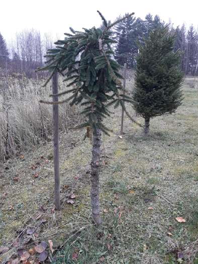 Eglė paprastoji ,Inversa