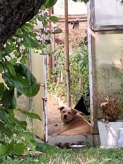 Rastas rudas šuo Vilkaviškio r. - Skelbiu.lt