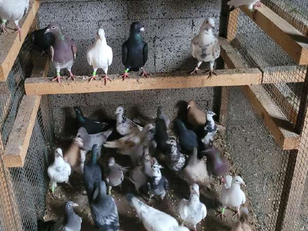 balandziai skelbimai - Skelbiu.lt