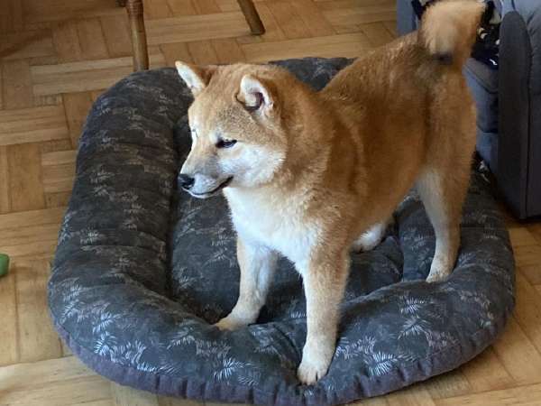 Shiba best sale inu skelbiu