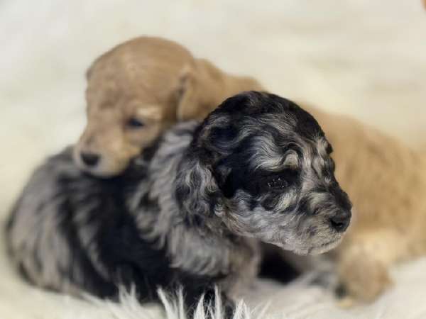 Rus porno filmlari (HD)