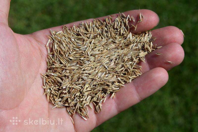Perkame daugiamečių žolių sėklas