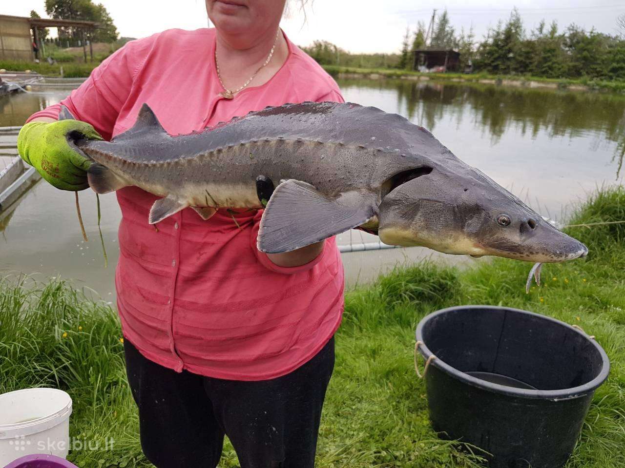 Gyva Žuvys Eršketai 2-3kg Karpiai 2-3kg.