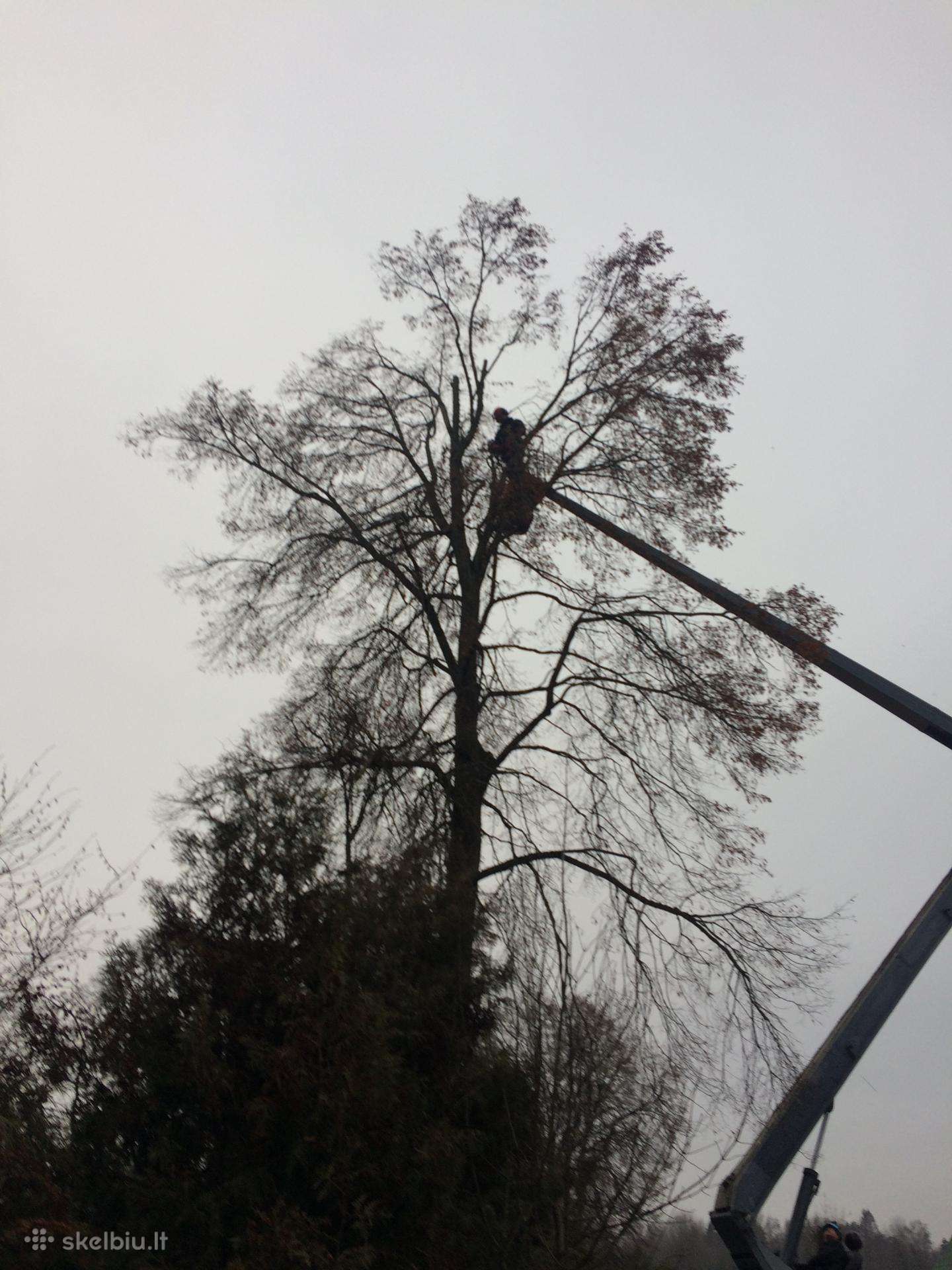 Pavojingų medžių pjovimas