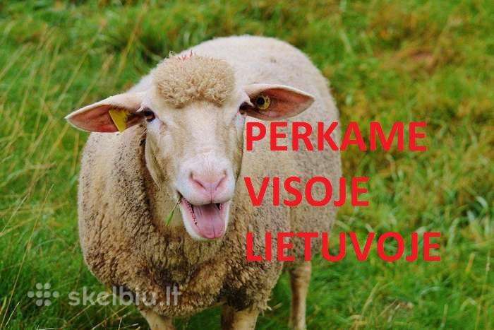 Brangiai superkame perkame Avis