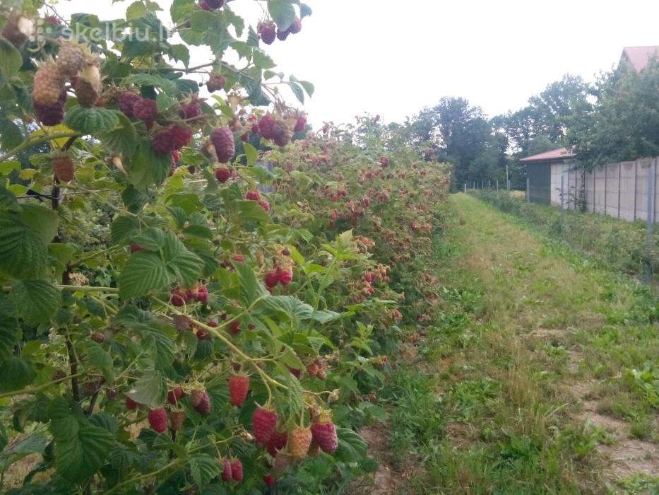 Aviečių gervuogių sodinukai sausmedžiai lazdynai