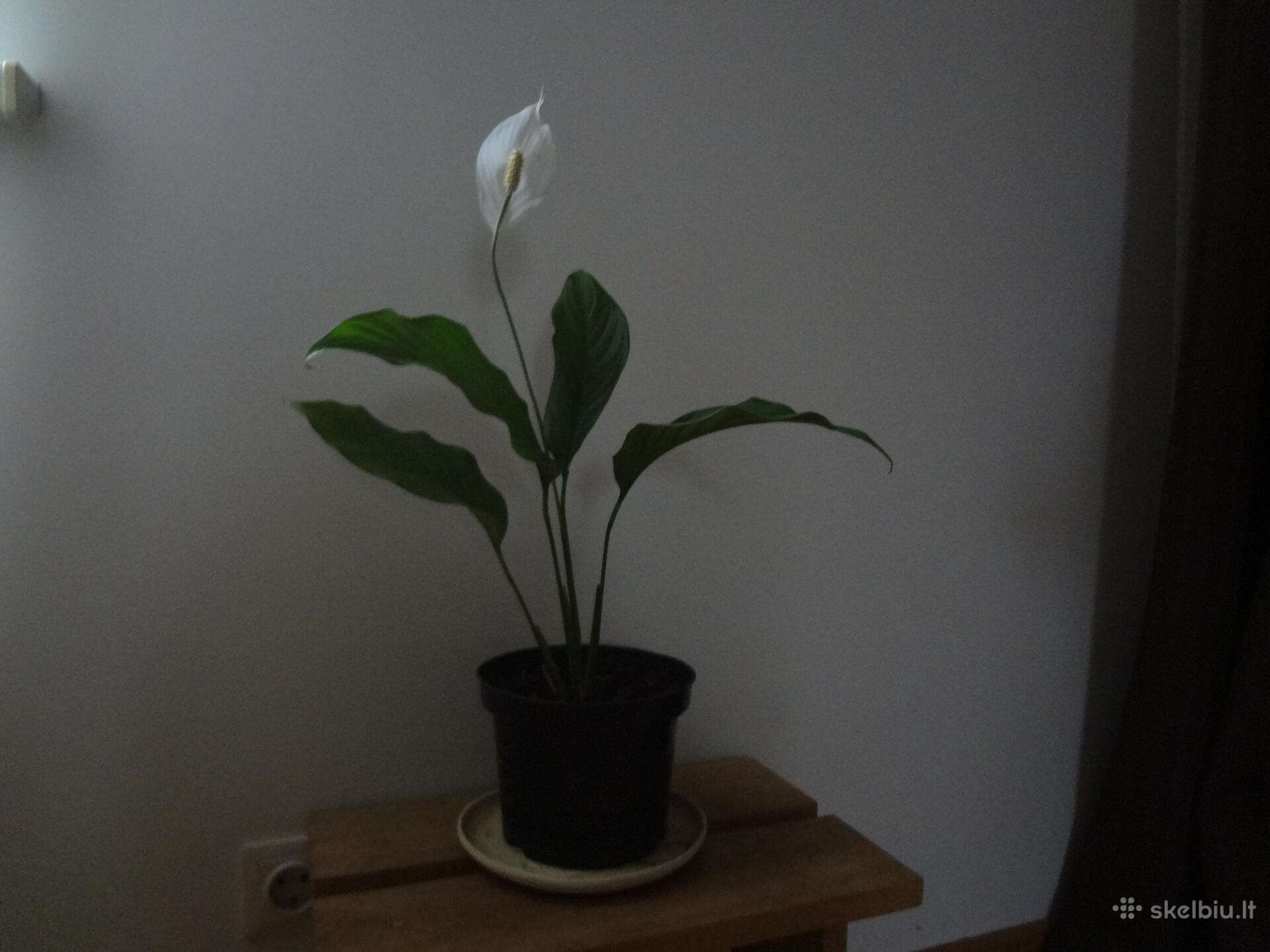 Spatifilis
