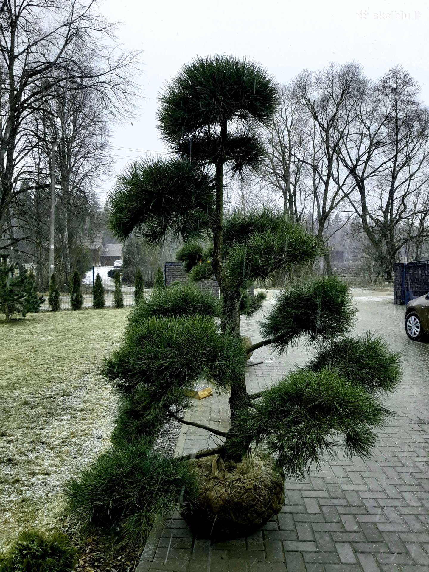 Pušies bonsai