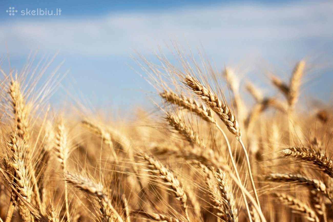 Grūdų Supirkimas – Išsivežame Tą Pačią Dieną
