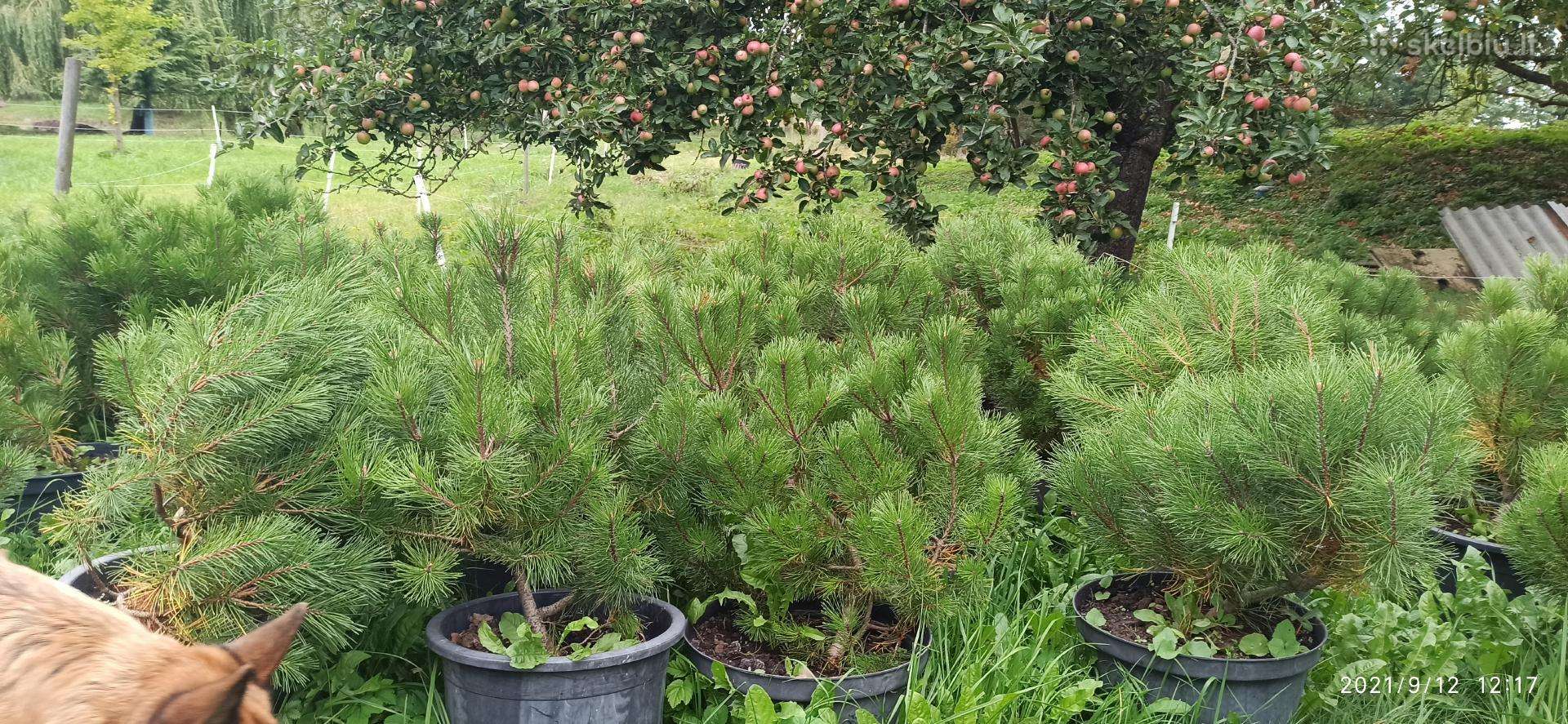 Pušis kalninė