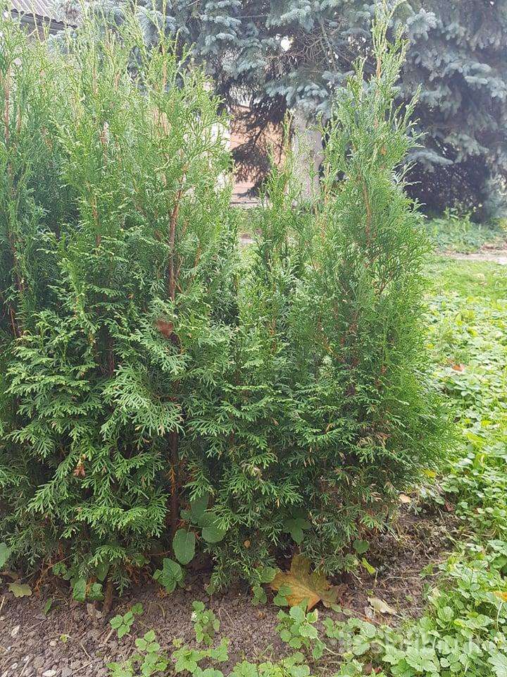 Tujos 200 cm Kretingoje