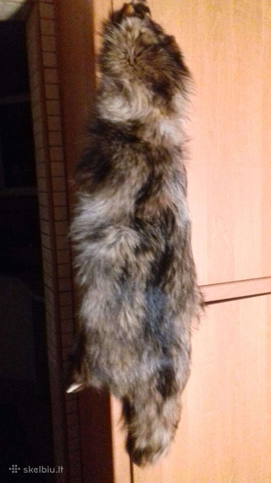 Naturalus kailis (meškėnas)
