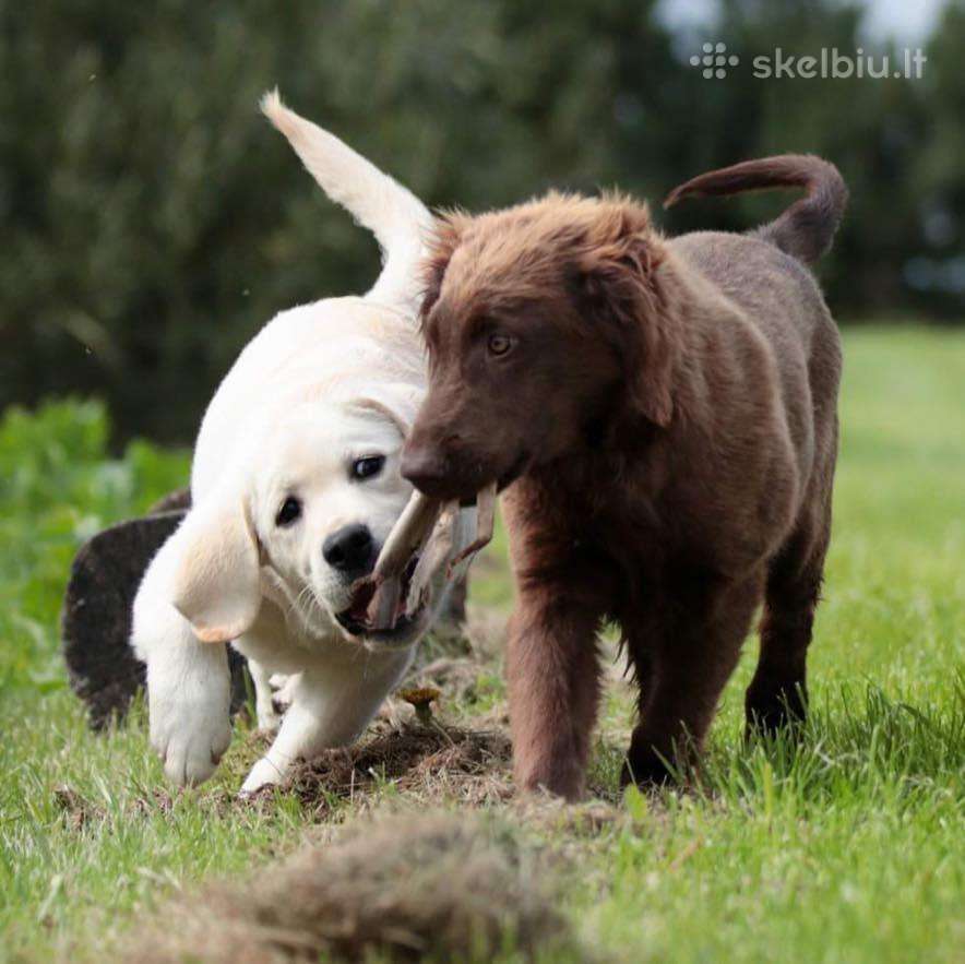Lygiaplaukiai ir Labradoro retriveriai- Gojus