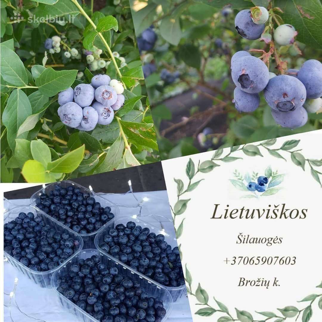 Šilauogės