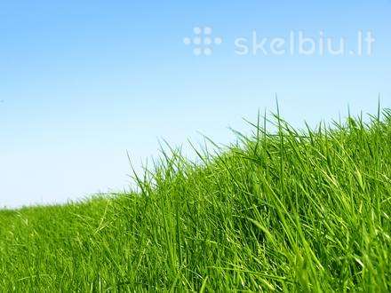 Perkame žolių sėklas