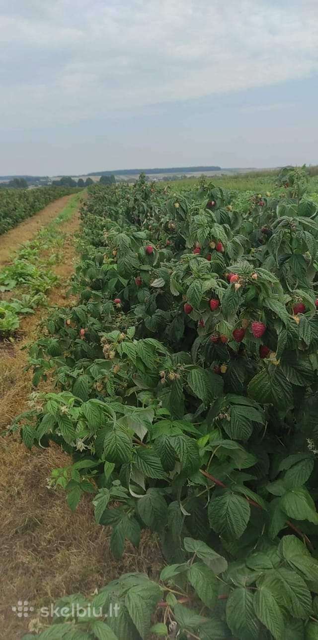 Aviečių daigai Gervuogės šilauogės sausmedžiai