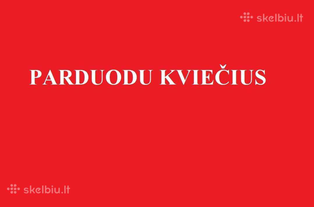 Kviečiai Vilniaus r. Nemenčinė