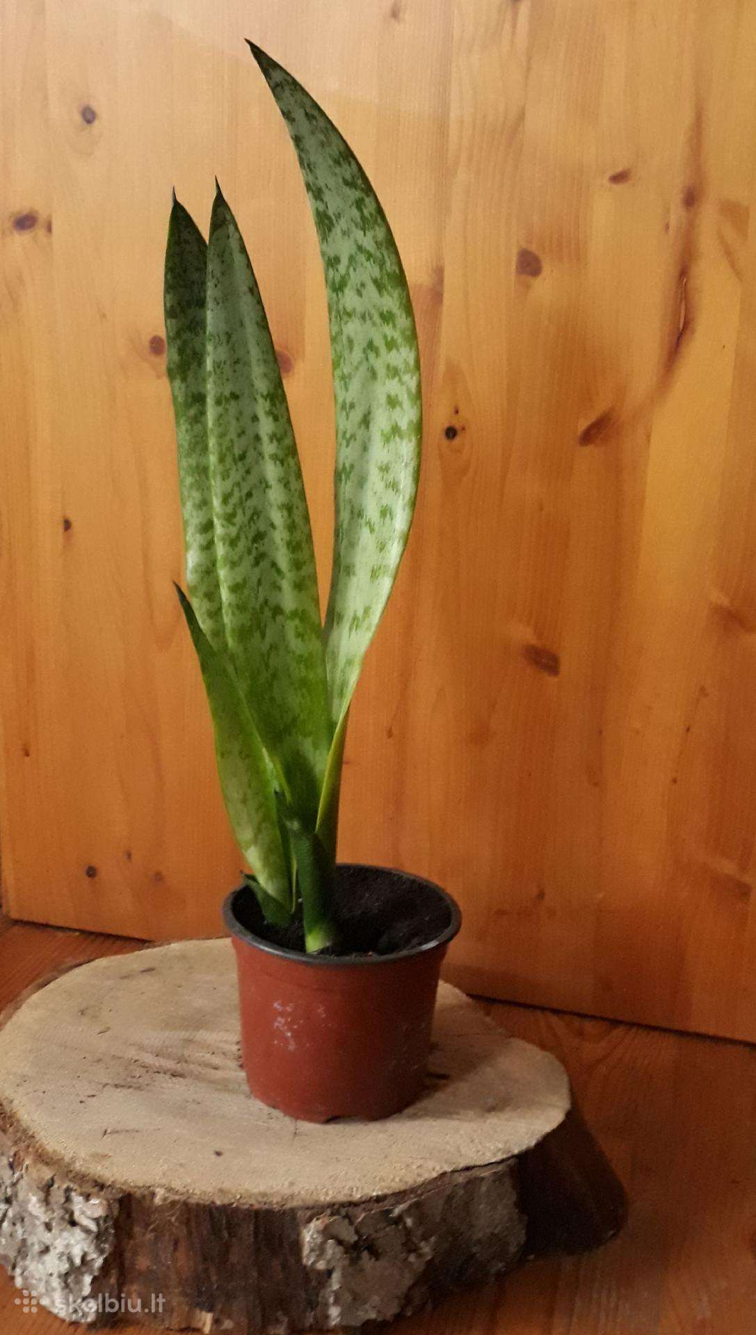 Sansevjera 44 Cm