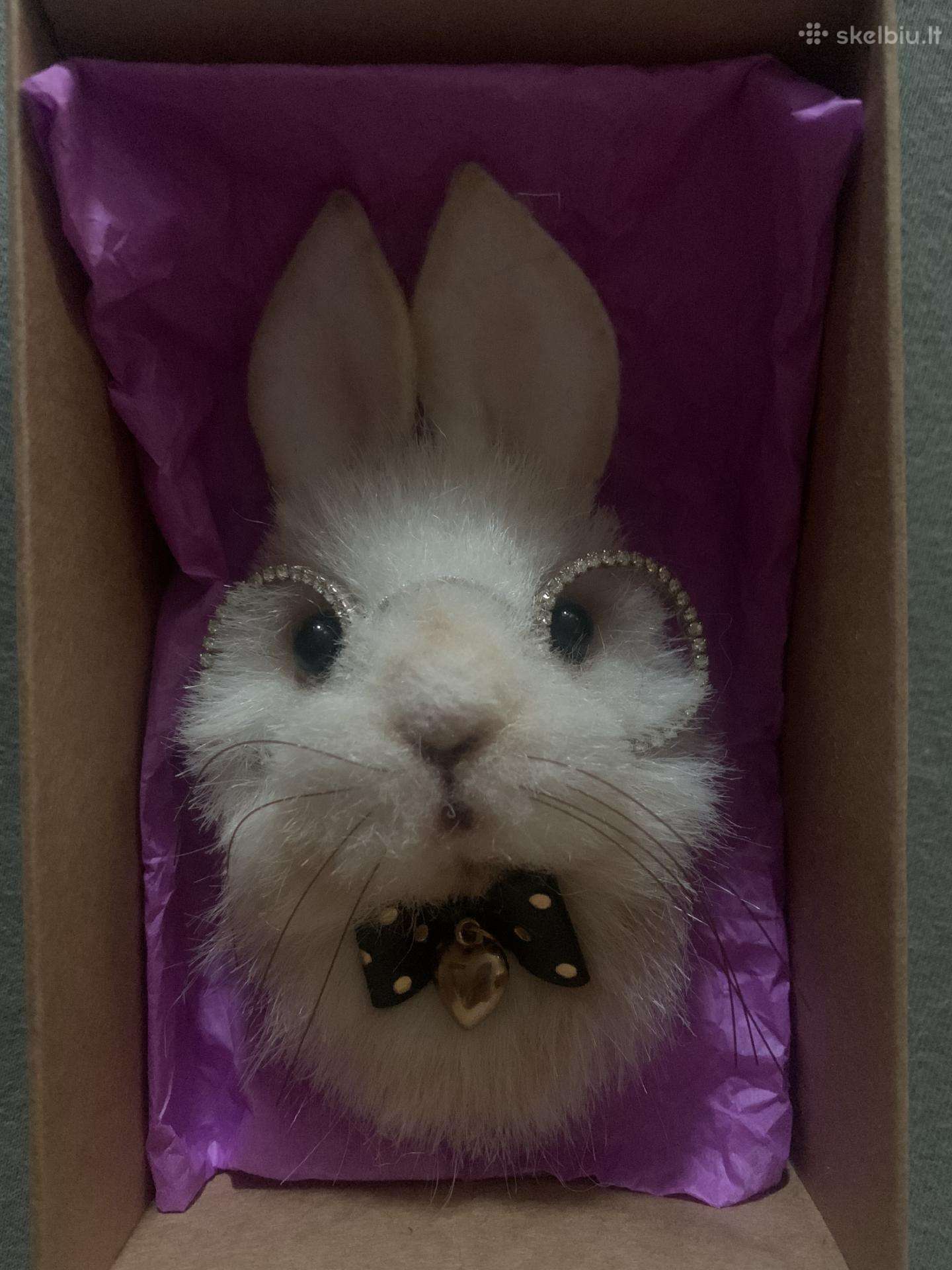 Segė