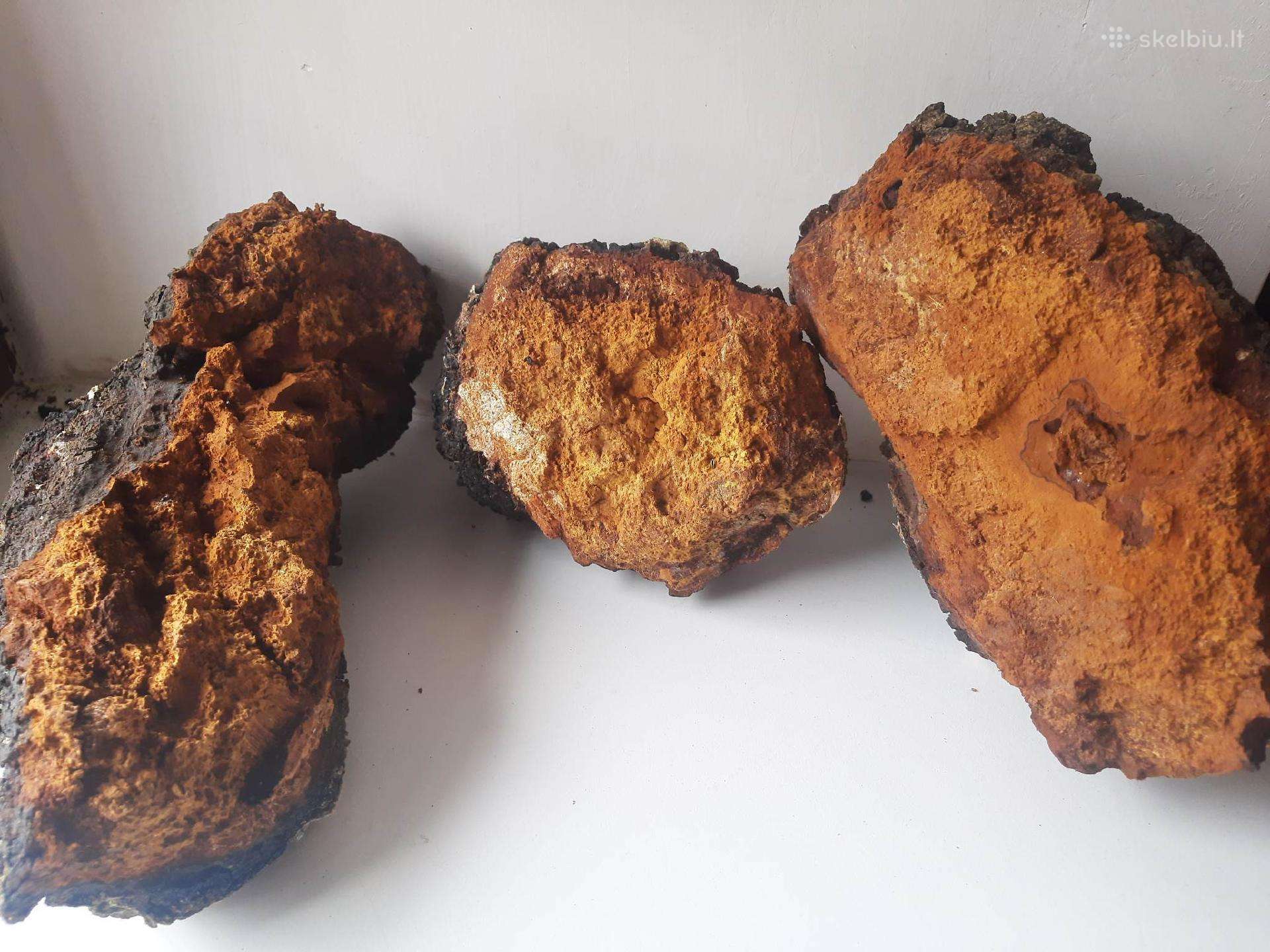 Chaga,juodasis beržo grybas, Čaga Įžulnusis skylen