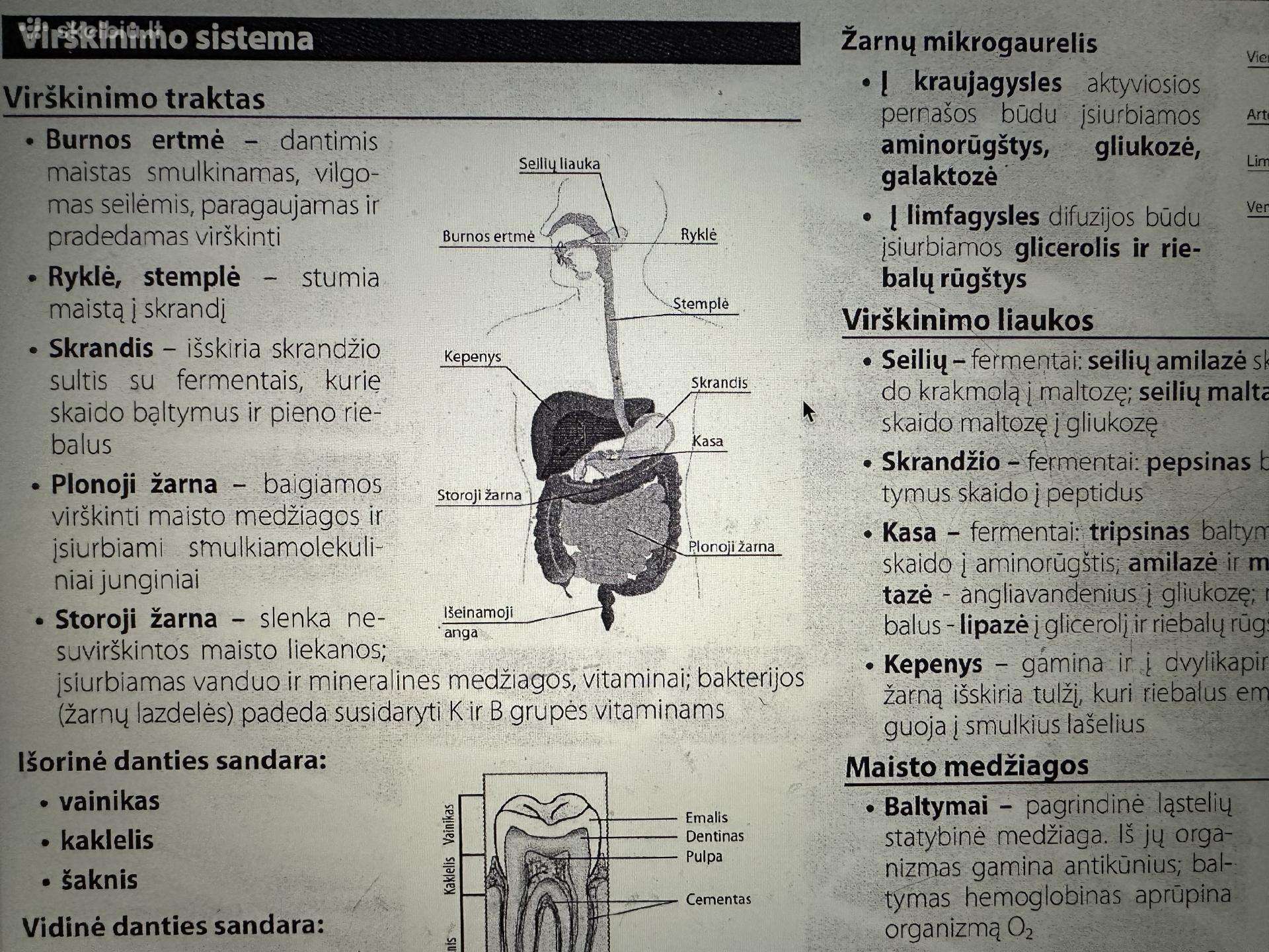 Konspektai biologijos egzaminui