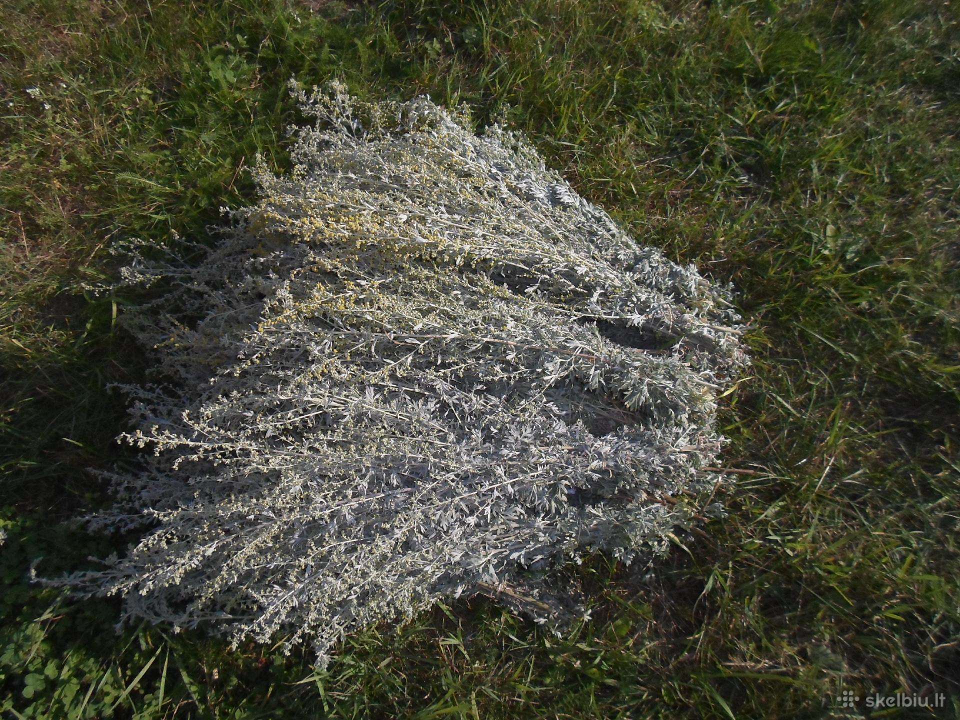 Pelynas (kartusis kietis)