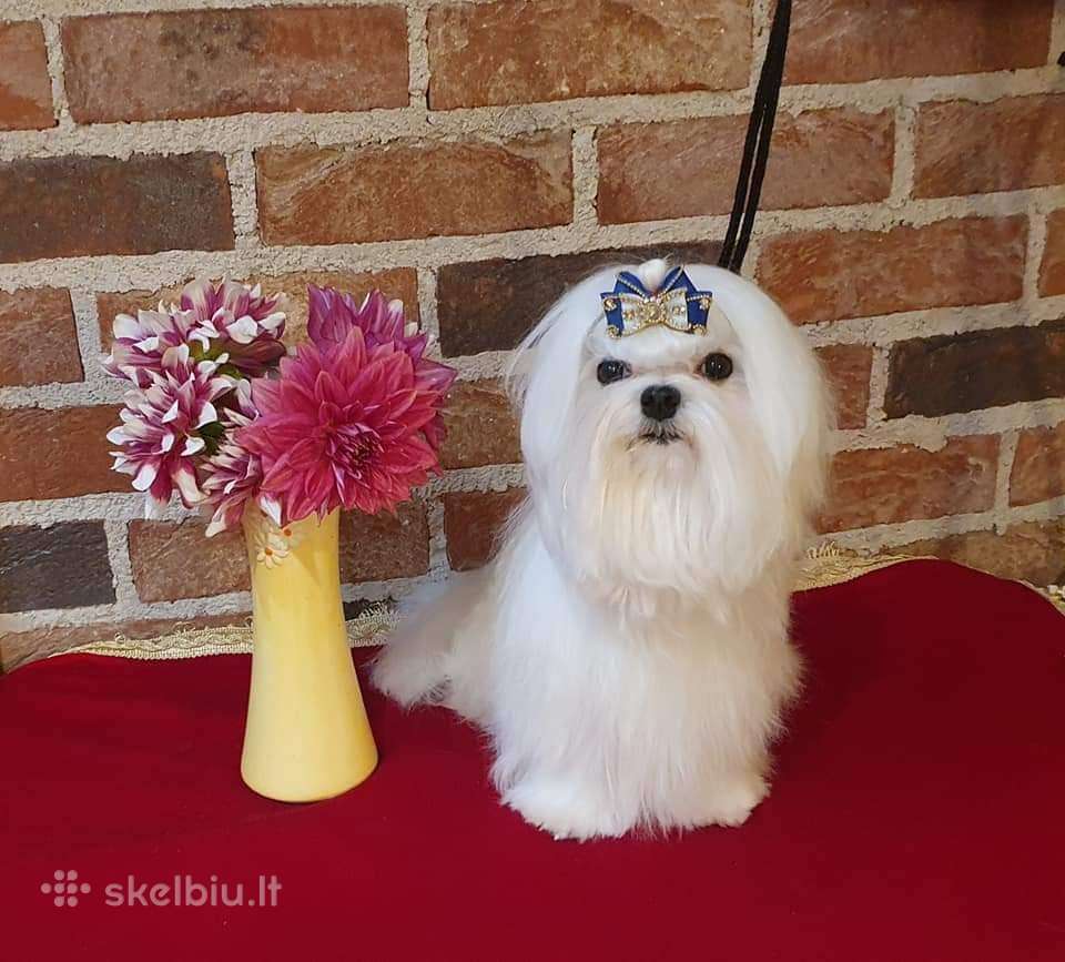 Maltos bišonas kergimui