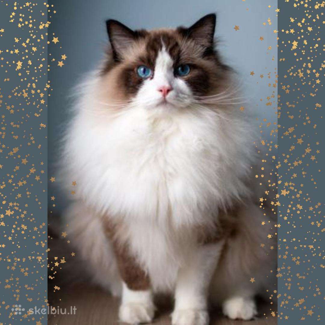 (Ragdoll /Skudurinukės)