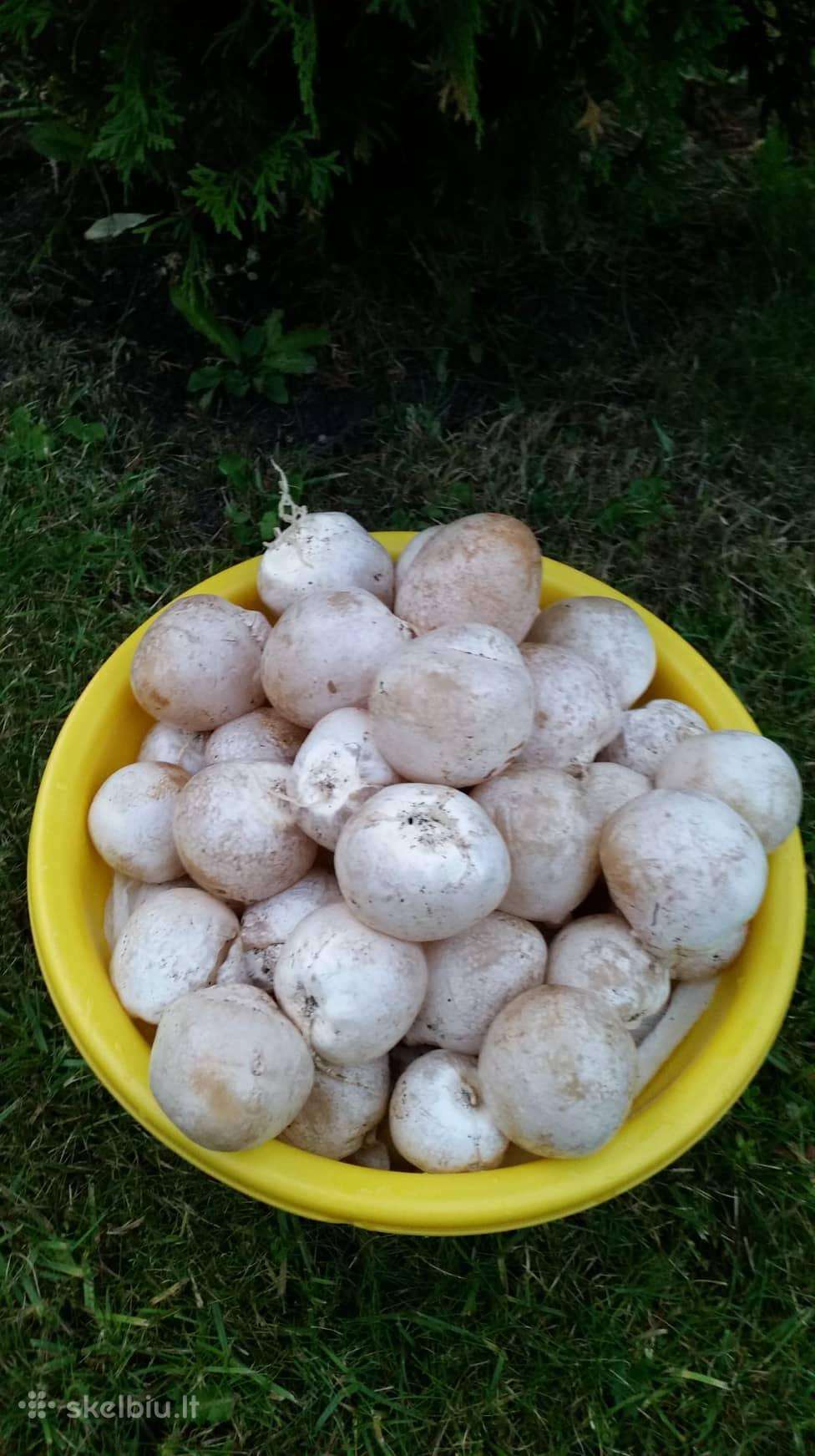 Poniabudės ,žemės taukai ,vesiolka