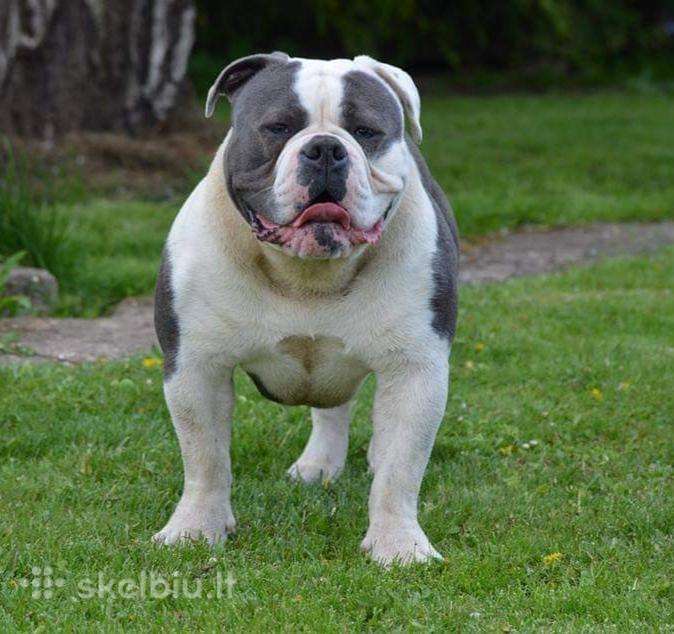 Scarface old english sales bulldog