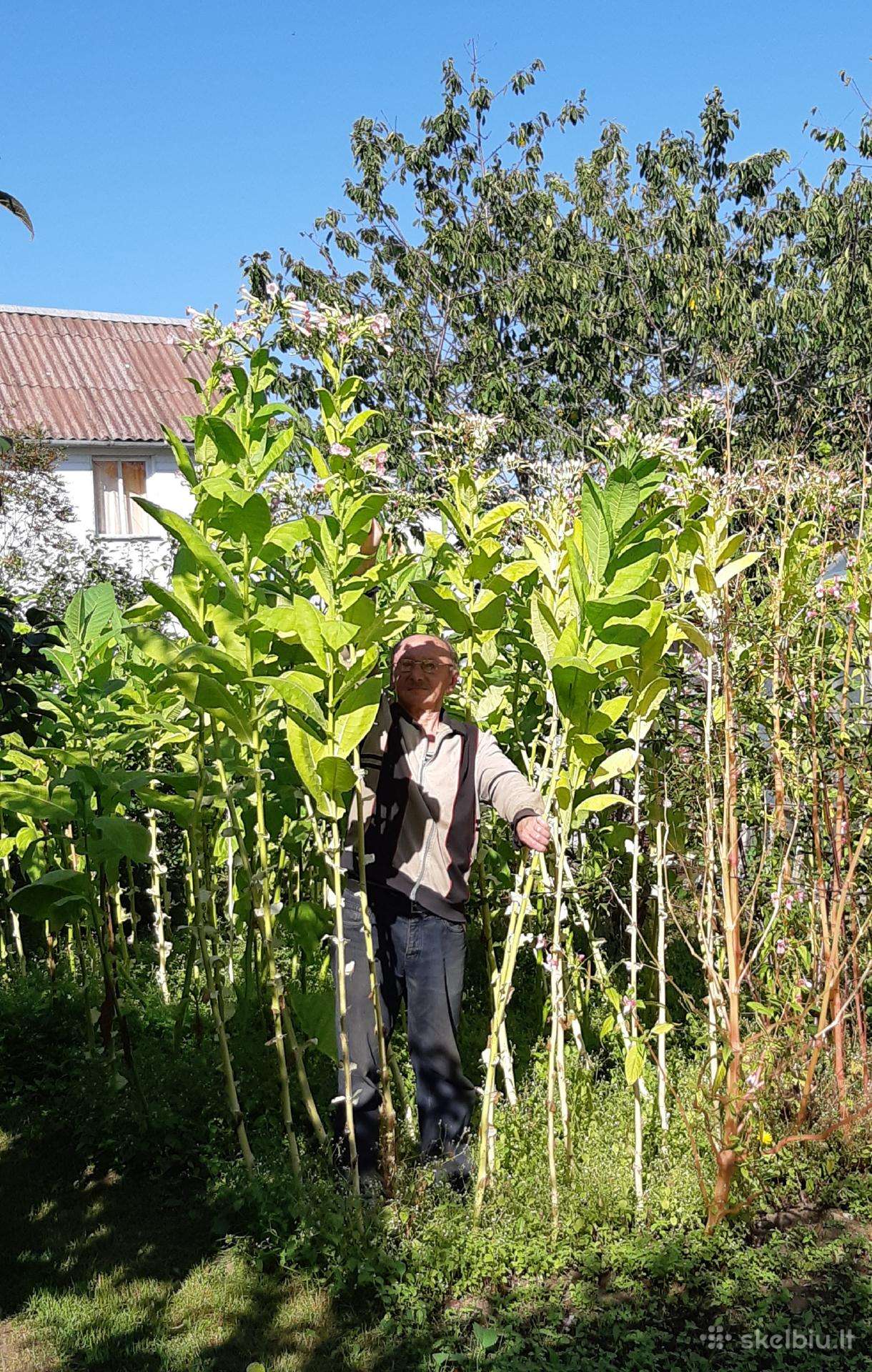 Tabako sėklos