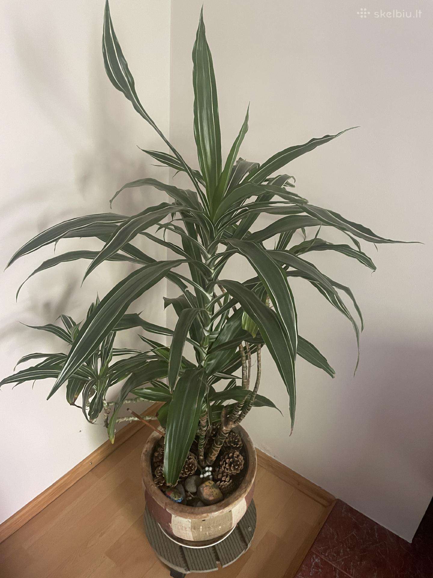 Dracena