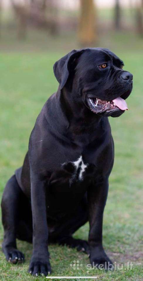 Cane Corso su kilmės dokumentais