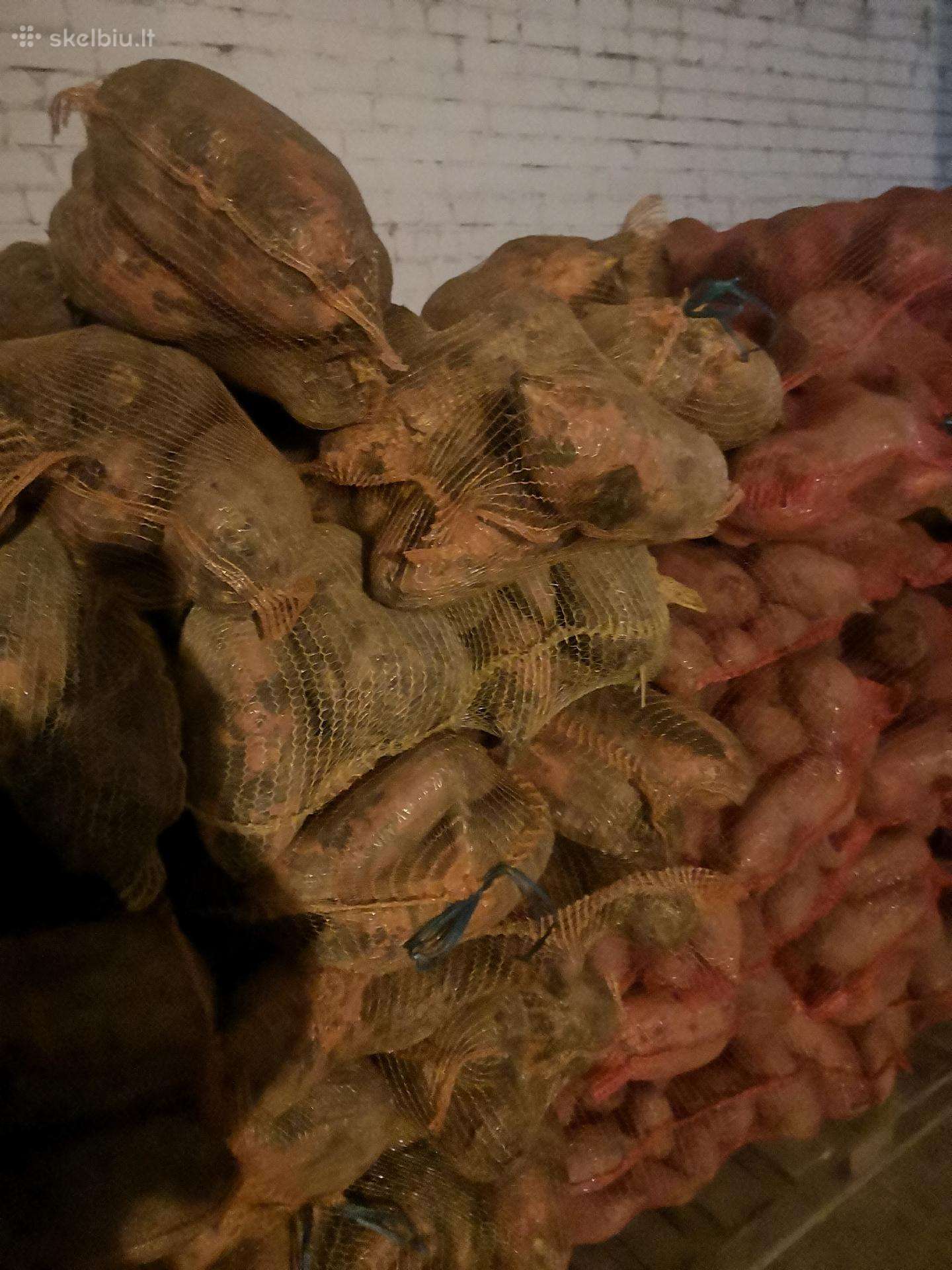 Pasariniai burokai, kukurūzai, pasarines bulves