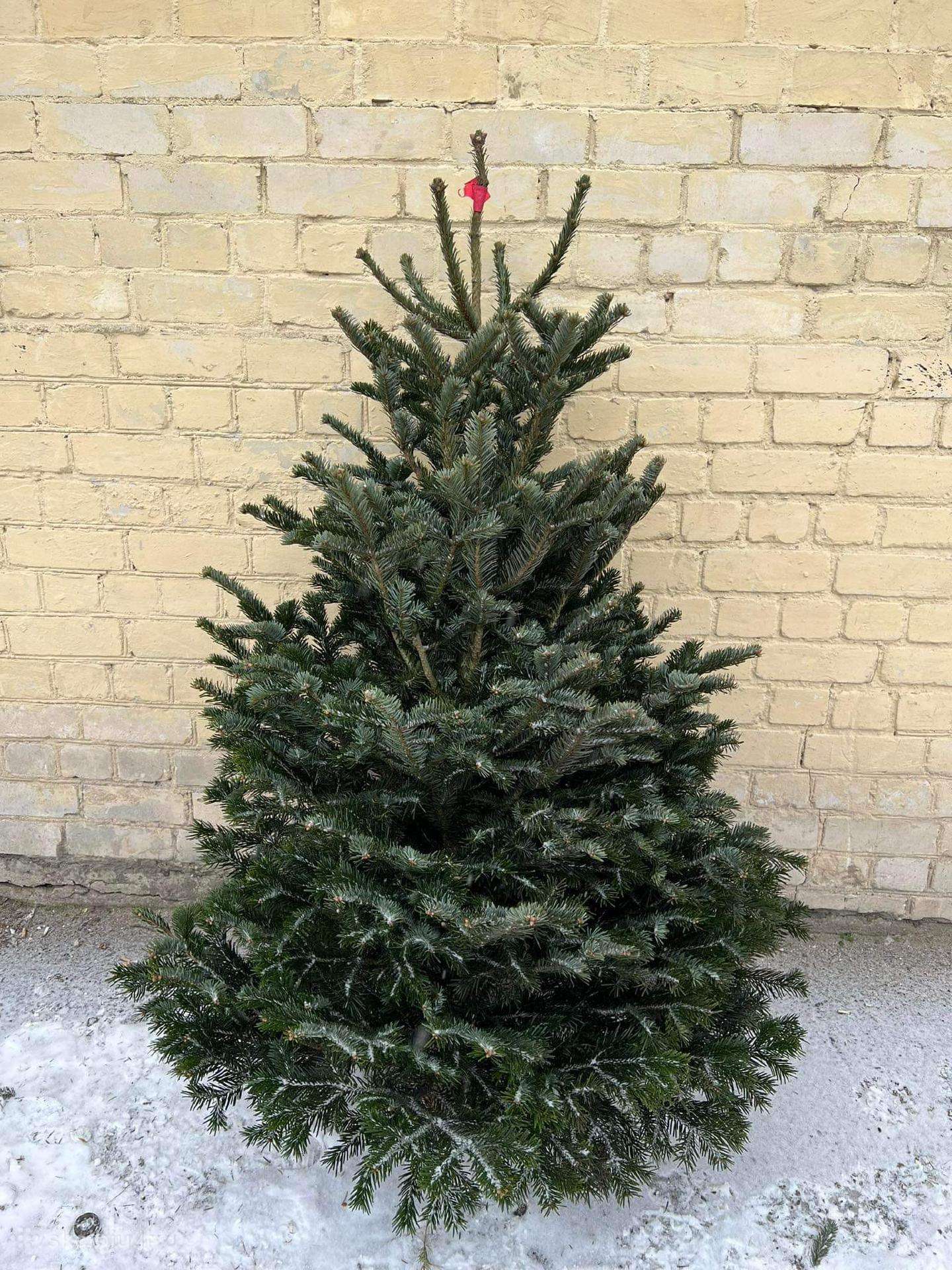 Eglutės Vilniuje