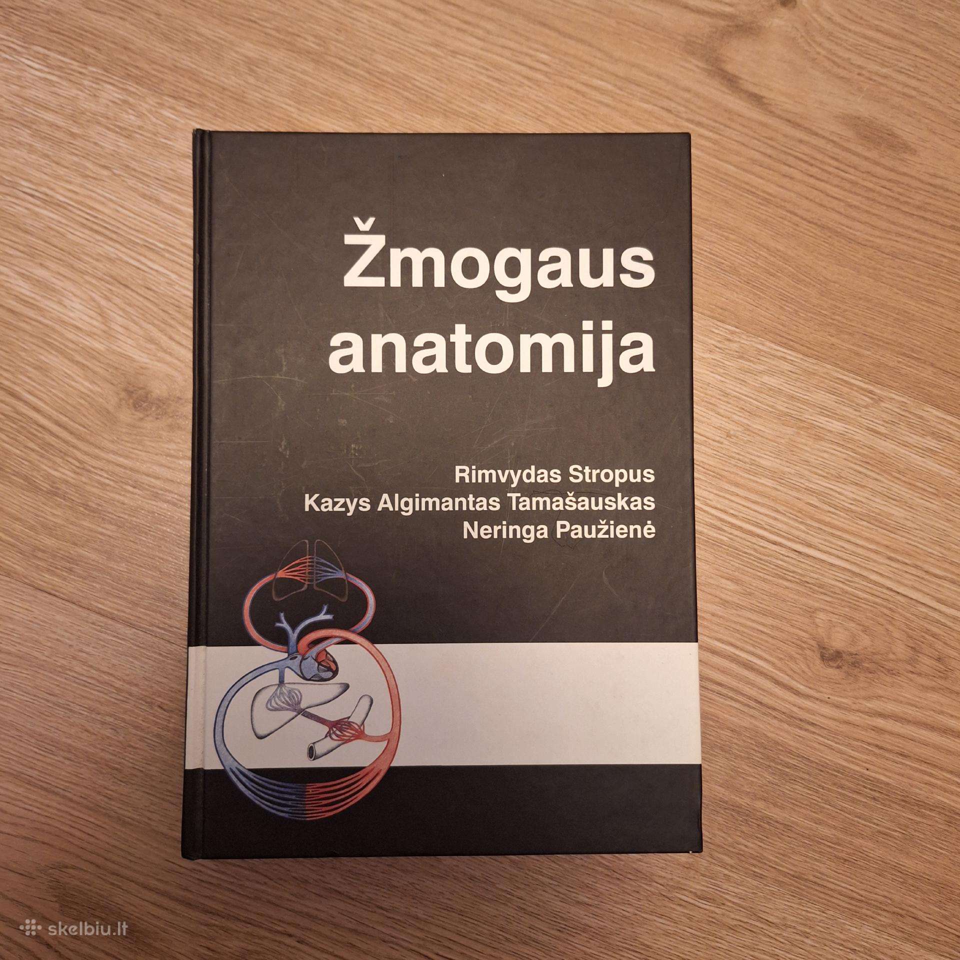 Žmogaus anatomija. R.stropus