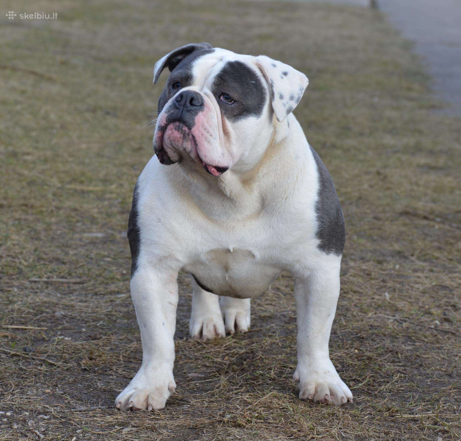 Scarface old best sale english bulldog