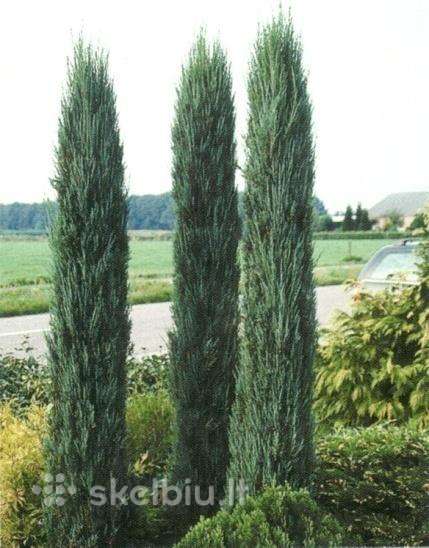 Uoliniai kadagiai blue arrow, /juniperus/