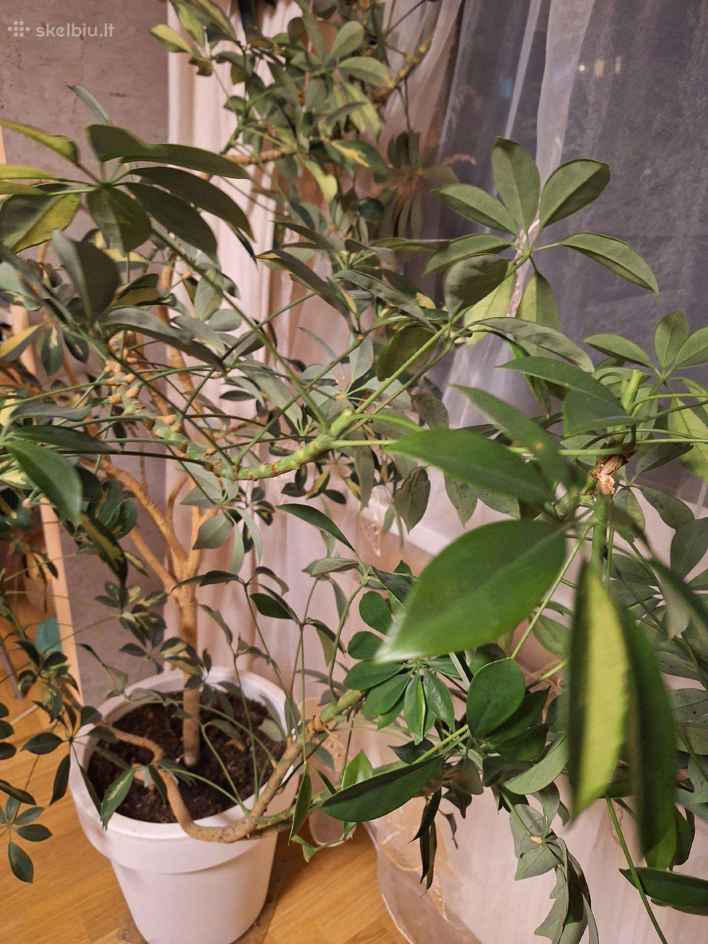 Didžiulė Šeflera