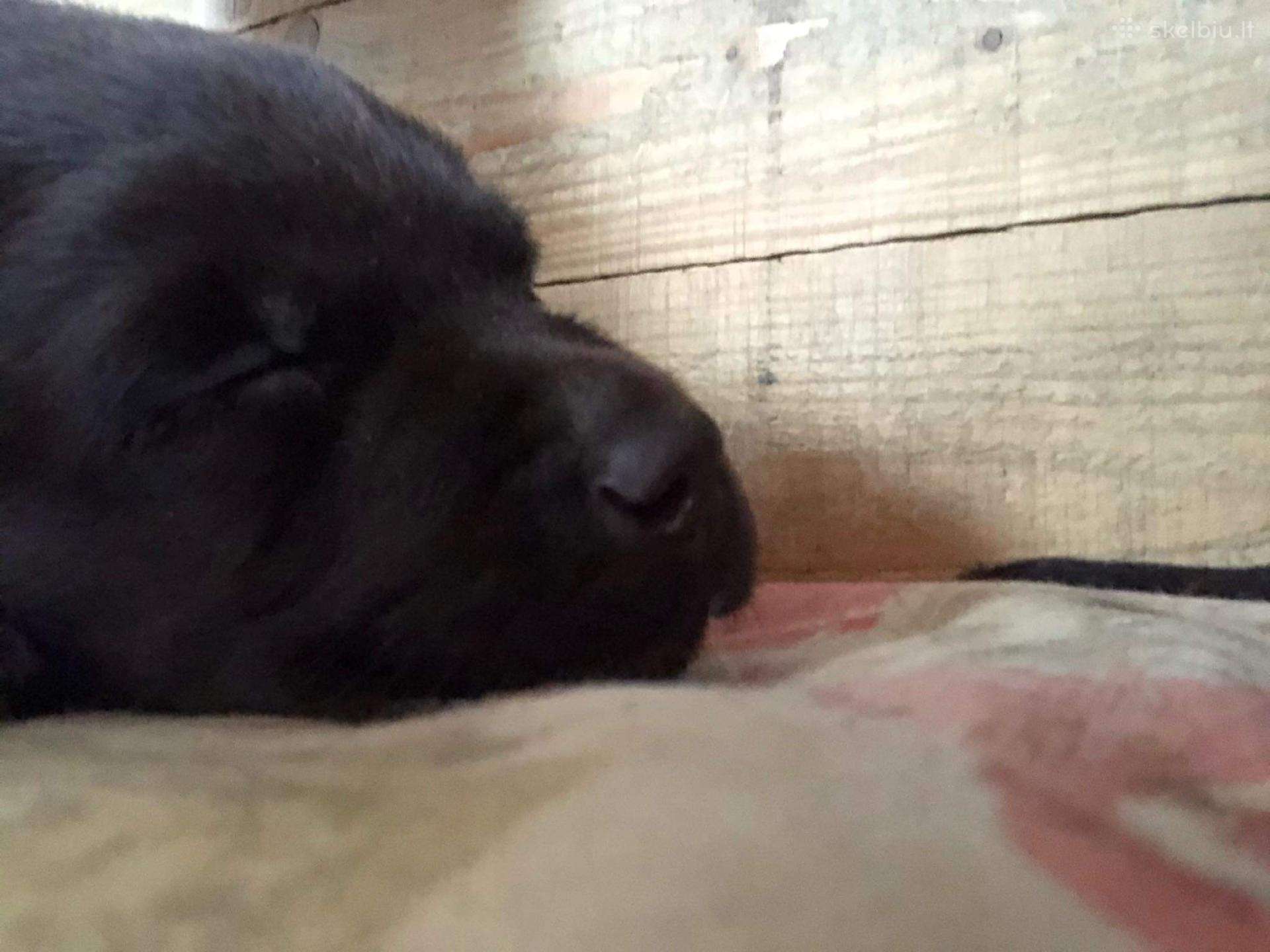 Labradoro Retriverio Šuniukai Iš Veislyno