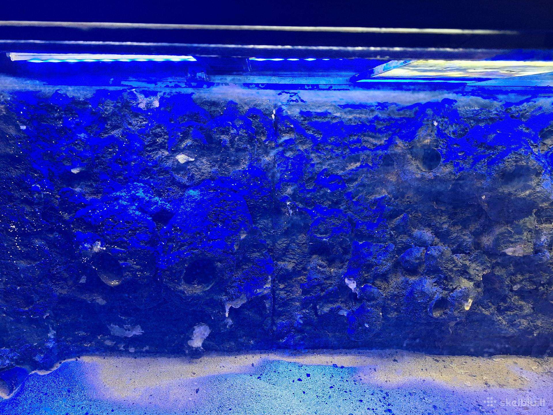 Lempa coralblue 115cm