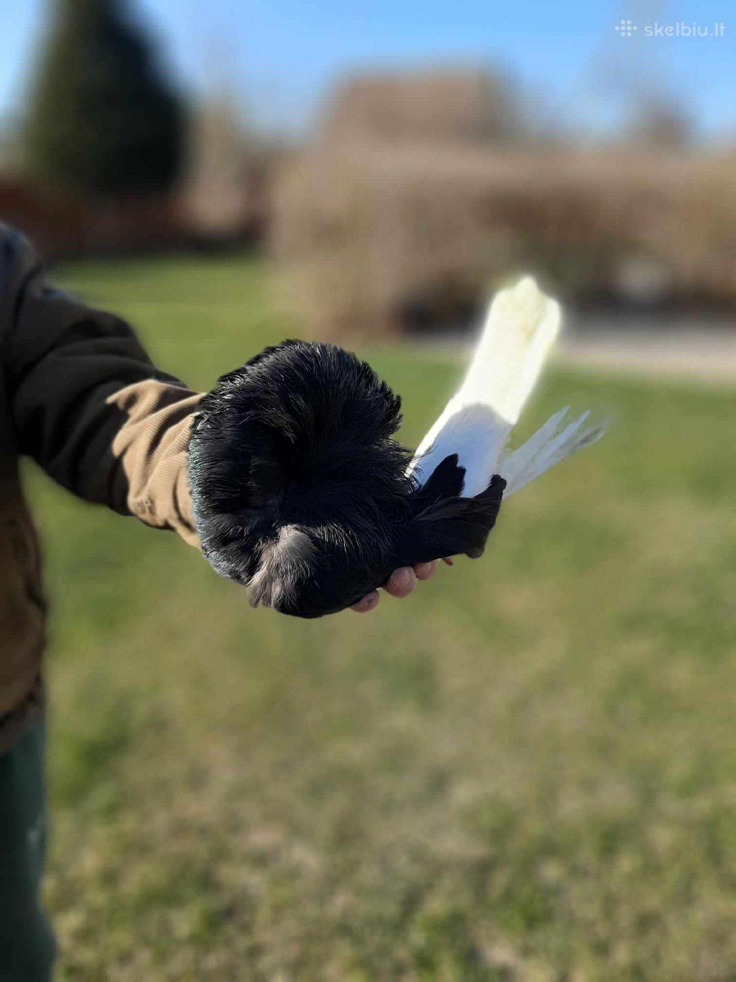 Balandžiai capucinai, karakuliniai ir kt.
