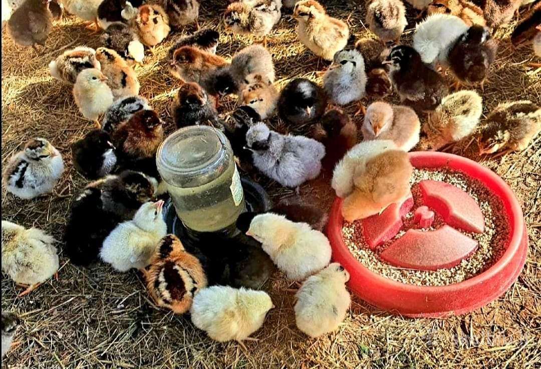 Naminiai kaimiški viščiukai.mėsiniai ančiukai